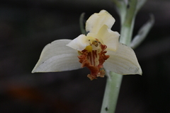 Phaius flavus