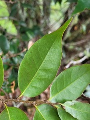 Castanopsis eyrei