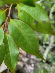 Castanopsis eyrei