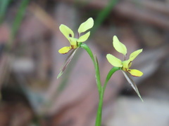 Diuris sulphurea