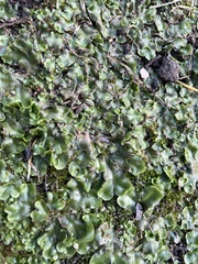 Lunularia cruciata