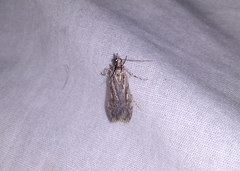 Scoparia indistinctalis