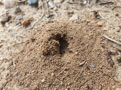 Tetramorium tsushimae