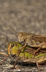 Locusta migratoria