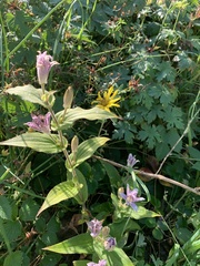Tricyrtis