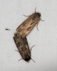 Agrotis