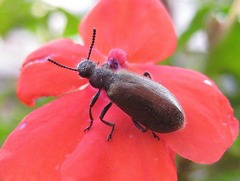 Lagria villosa