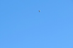 Coccothraustes coccothraustes