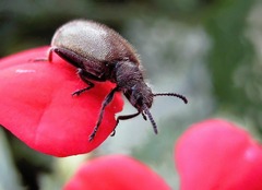 Lagria villosa