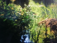 Oxychilus draparnaudi