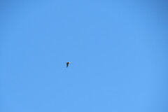 Coccothraustes coccothraustes