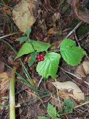 Rubus saxatilis