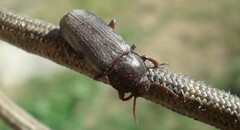 Tenebrio molitor