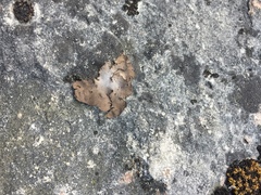 Dermatocarpon dolomiticum