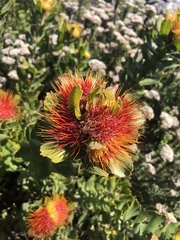 Leucospermum oleifolium