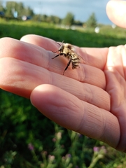 Bombus veteranus