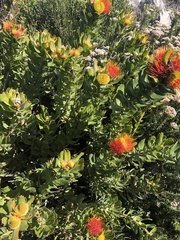 Leucospermum oleifolium