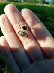 Bombus veteranus