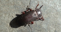 Tenebrio molitor