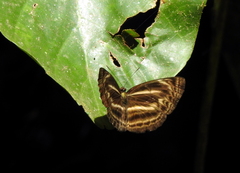 Neptis
