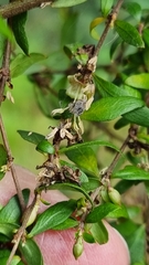 Coprosma quadrifida