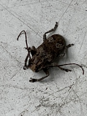 Prosoplus bankii