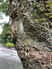 Chrysaeglia magnifica