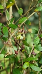 Coprosma quadrifida