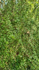 Coprosma quadrifida