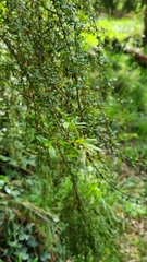 Coprosma quadrifida