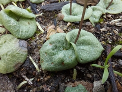 Cyrtostylis reniformis