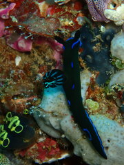 Tambja morosa