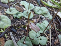 Cyrtostylis reniformis