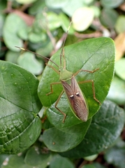 Homoeocerus graminis