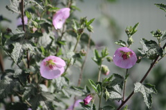 Anisodontea