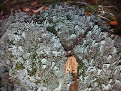 Lecanoromycetes