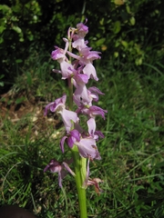 Orchidinae
