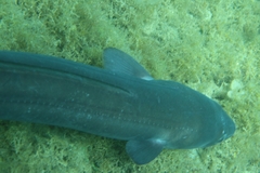 Conger conger