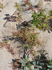 Persicaria angustifolia