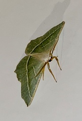 Campaea margaritaria