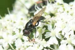 Chrysogaster solstitialis