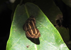 Neptis