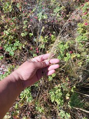 Festuca rubra