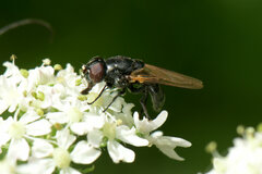 Chrysogaster solstitialis