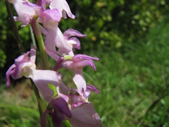 Orchidinae