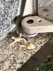 Hemidactylus bowringii