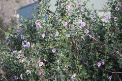 Anisodontea