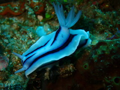 Chromodoris