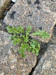Capsella bursa-pastoris
