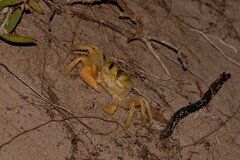 Ocypode convexa